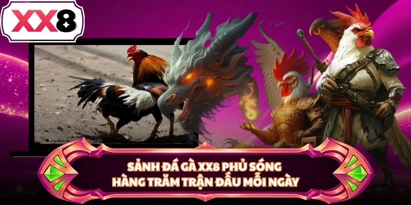 Sảnh đá gà XX8 phủ sóng hàng trăm trận đấu mỗi ngày